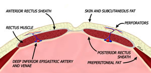 Cross Section of the Abdominal Wall