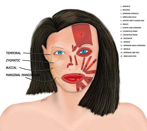 Anatomic Arrangement of the Facial Nerve and Muscles