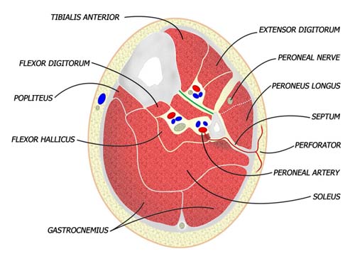 Cross Section of the Lower Leg