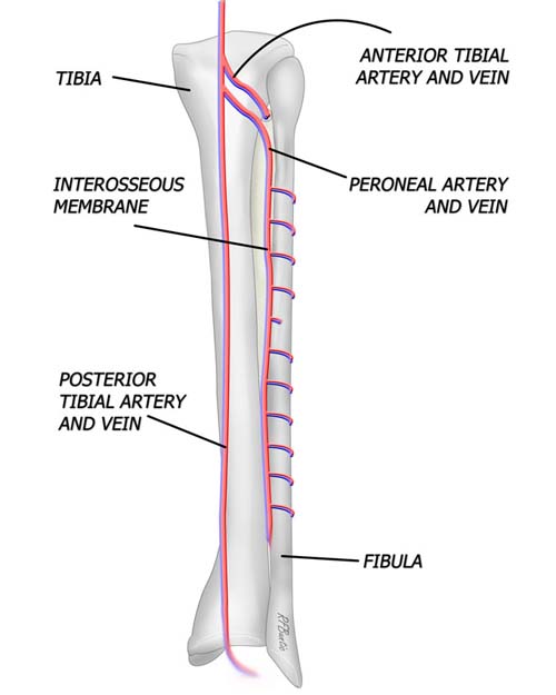 Anatomy of the Fibula
