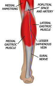 Anatomy of the Gastroc Muscle