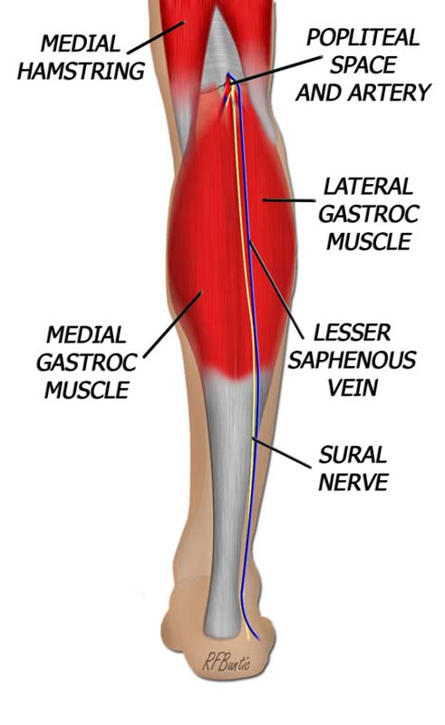 Anatomy of the Gastroc Muscle