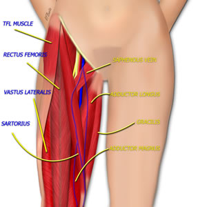 Anatomy of the Thigh Muscles