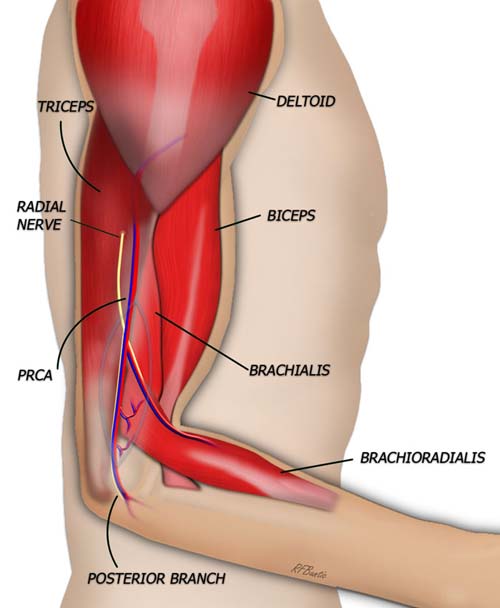 The Lateral Arm Flap Anatomy