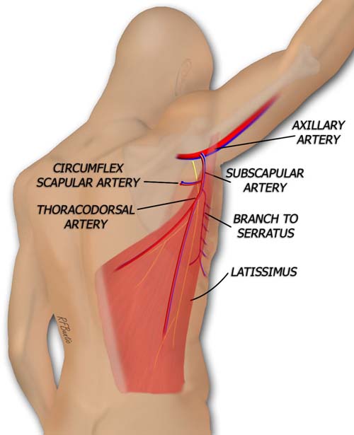 Latissimus Muscle Anatomy