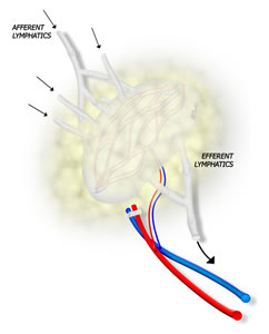 Lymph Node Anatomy