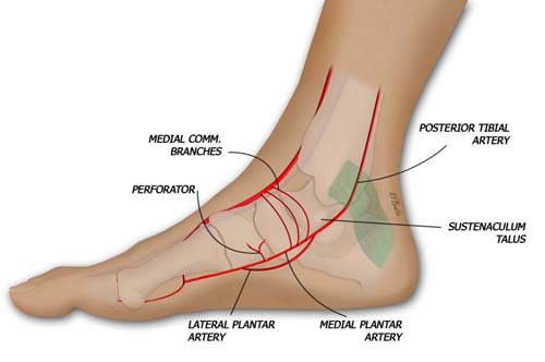 The Vascular Anatomy of the Medial Foot