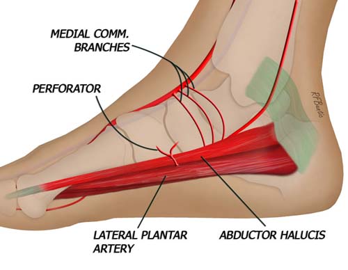 The Relationship to the Medial Foot Muscles