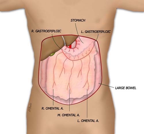 The Vascular Anatomy of the Omentum