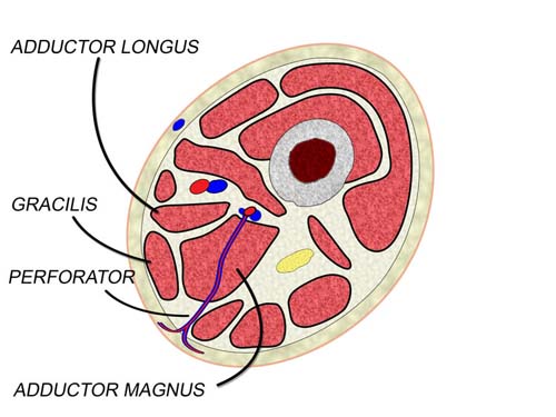 Cross Section of the Abdominal Wall