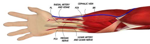Anatomy of the Forearm
