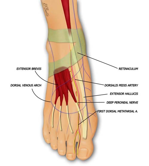 Anatomy of the Dorsal Foot