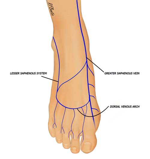 Venous System of the Foot