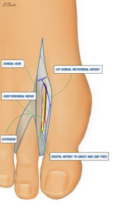 The Second Toe Dorsal Dissection