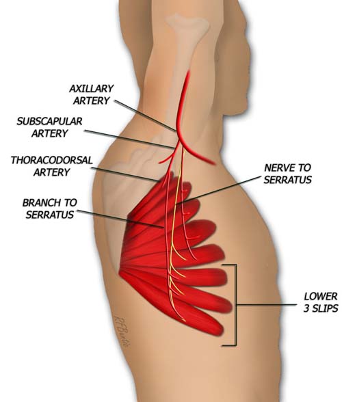 Serratus Muscle Anatomy