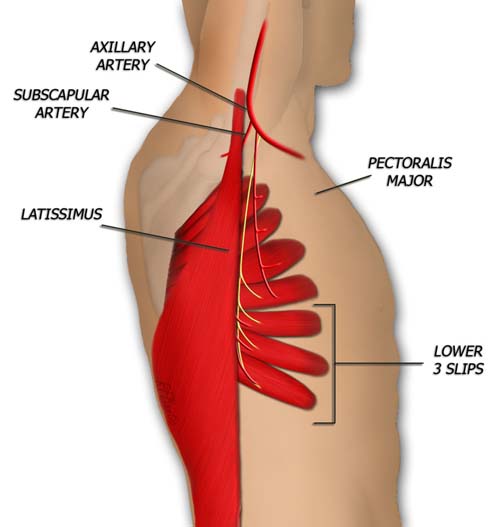 Muscular Anatomy of the Serratus