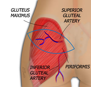 SGAP Anatomy