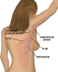 Anatomy of the TAP Flap