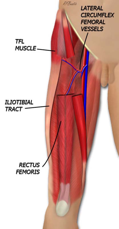 Vascular Anatomy of the TFL Muscle