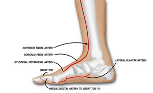 Blood Supply of the Great Toe